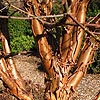 Acer Griseum