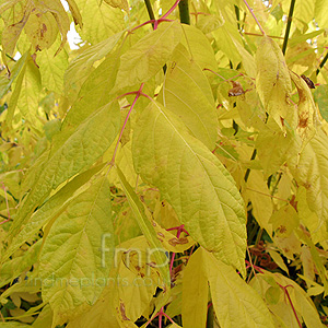 Acer Negundo 'Winter Lightning'