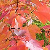 Acer Rubrum - October Glory