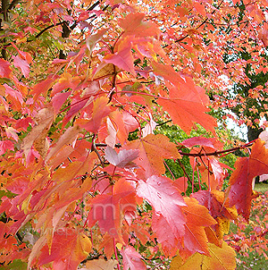 Acer Rubrum 'October Glory' - Red Maple