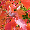 Acer Palmatum - October Beauty