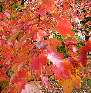 Acer Palmatum 'October Beauty'