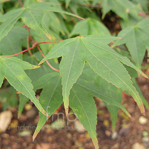 Acer Oliverianum