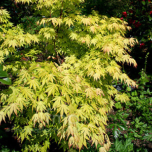 Acer  Palmatum Orange Dream