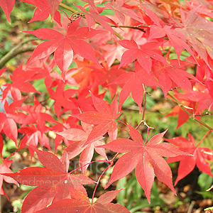 Acer Palmatum 'Osakazuki'