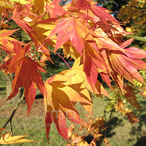 Acer  Palmatum