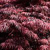 Acer  Palmatum - Garneti