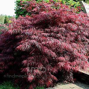 Acer  Palmatum Garneti