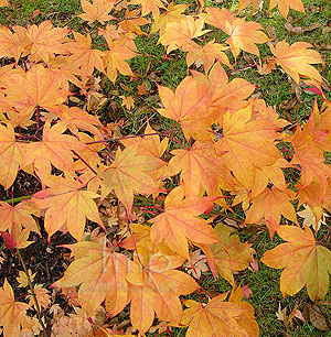 Acer Palmatum 'Ichigyoi'