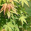 Acer Palmatum - Jiro-Shidare