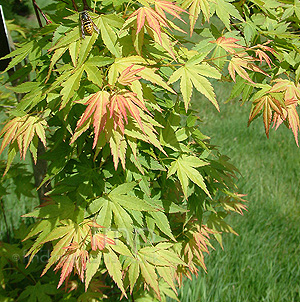 Acer Palmatum 'Jiro-Shidare' - Japanese Maple