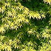 Acer Palmatum - Katsura