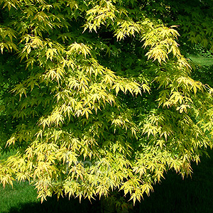 Acer Palmatum 'Katsura' - Japanese Maple