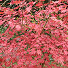 Acer Palmatum - Yasemin