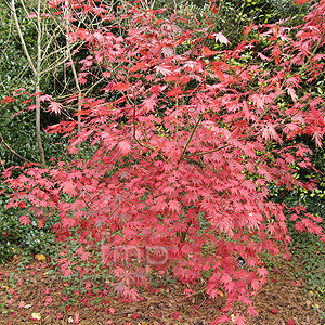 Acer Palmatum 'Yasemin'