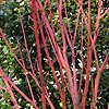 Acer Pensylvanicum - Erythrocladum