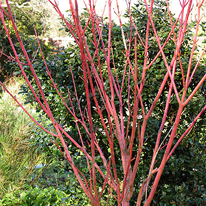 Acer Pensylvanicum 'Erythrocladum' - Snake Bark Maple