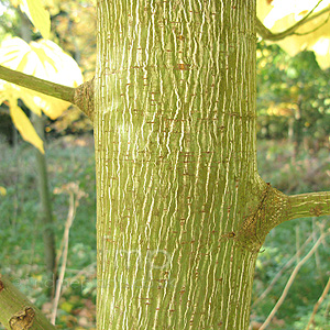 Acer Pensylvanicum - Moosewood