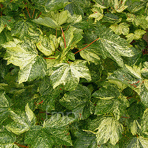 Acer Pseudoplatanus 'Varegatum Leopoldii' - Variegated Maple