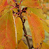 Acer Pycanthum