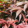 Acer Palmatum - Red Shadow