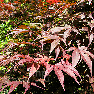 Acer Palmatum 'Red Shadow'