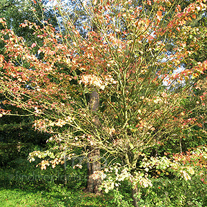 Acer Rufinerve 'Albolimbatum'