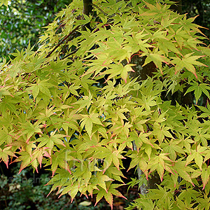 Acer Palmatum Sango-Kaku