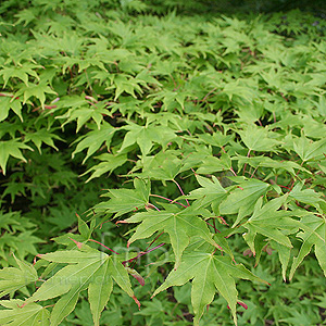 Acer Palmatum Septemlobum