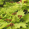 Acer Shirasawanum - aureum