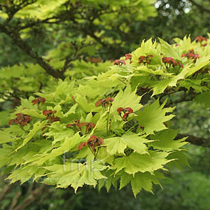 Acer Shirasawanum aureum - Golden Leafed Japanese Maple