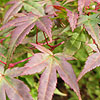 Acer Palmatum - Shishio Improved