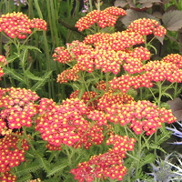 Achillea 'Fanal'