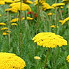 Achillea - Parks Variety