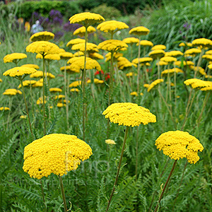 Achillea Parks Variety - Yarrow