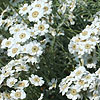 Achillea Ageratifolia