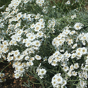 Achillea Ageratifolia - Yarrow