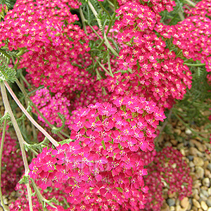 Achillea Millefolium 'Cerise Queen'