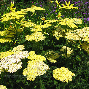 Achillea 'Credo'