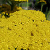 achillea Filipendulina - Goldplate