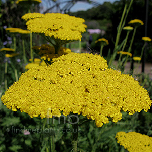 Achillea Filipendulina 'Goldplate'