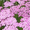 Achillea Millefolium - Lilac Beauty