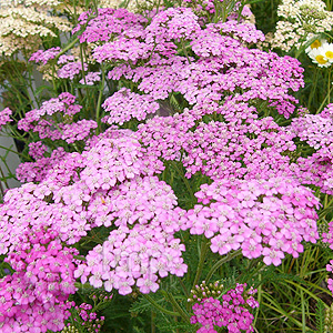 Achillea Millefolium 'Lilac Beauty' - Yarrow