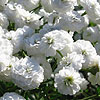 Achillea Ptarmica - Perrys White