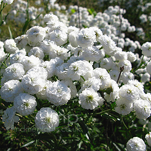 Achillea Ptarmica 'Perry's White'