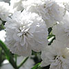 achillea Ptarmica - The pearl