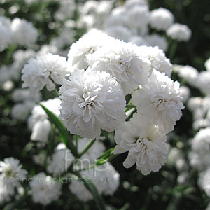 Achillea Ptarmica 'The pearl'