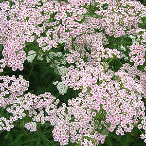 Achillea Millefolium 'Rosea'