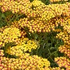 Achillea - Walther Funcke