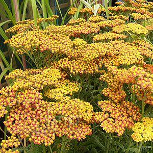 Achillea 'Walther Funcke' - Yarrow